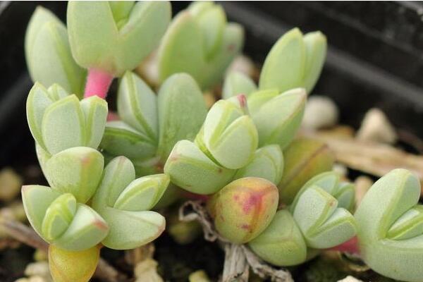 碧玉蓮的養(yǎng)護方法，做好五個方面的管理