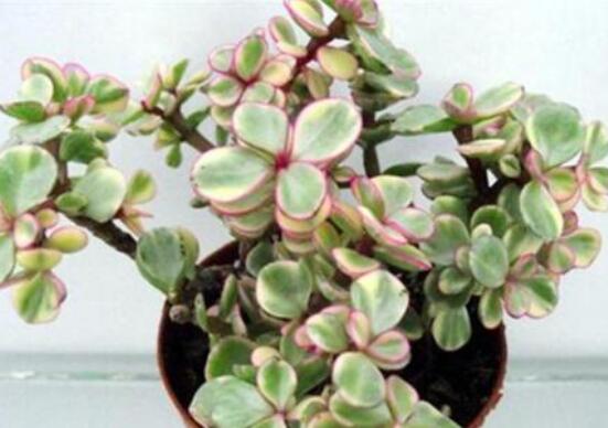 雅樂之舞如何變粉，五個小妙招教你變得粉紅