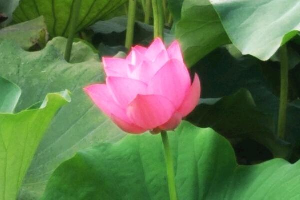 荷花好養(yǎng)嗎，6步教你養(yǎng)好荷花