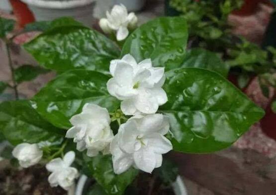 茉莉花圖片，潔白如雪、芳香迷人