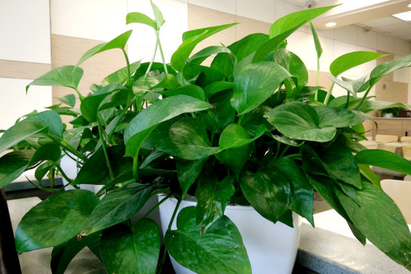 綠蘿葉子發(fā)黑怎樣救治，可提高溫度遮蔽強(qiáng)光