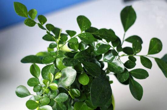 九里香怎么澆水，九里香多久澆一次水