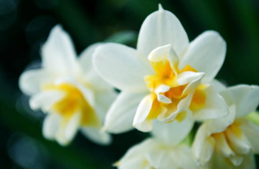 家養(yǎng)水仙花葉子過(guò)長(zhǎng)怎么辦，4種解決葉子過(guò)長(zhǎng)的方法