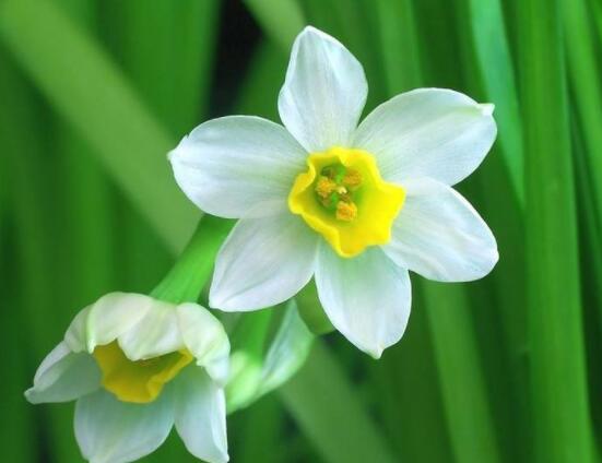 水仙花的葉子有毒嗎，誤食導(dǎo)致嘔吐、腹痛(全株有毒)