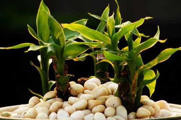 富貴竹葉子變黃怎么辦，五種原因以及解決辦法