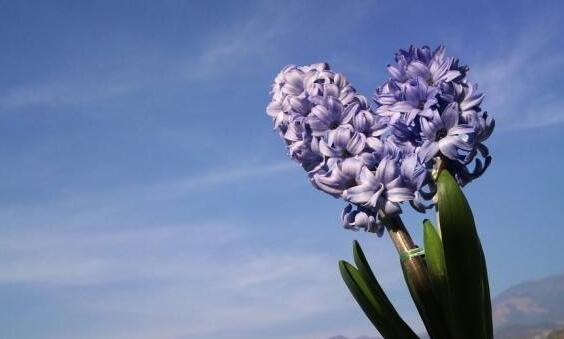 風(fēng)信子土培的養(yǎng)殖方法，要從土壤等5個(gè)方面注意