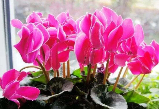 仙客來的寓意是什么，象征著喜迎貴客的美好寓意