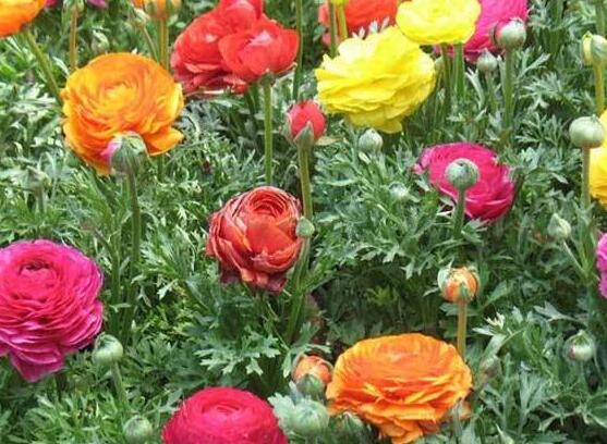 牡丹花怎么繁殖，牡丹花六大繁殖方法