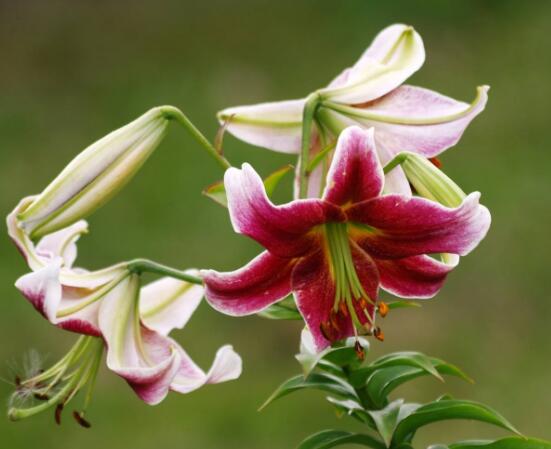 百合花花語(yǔ)，代表著純潔、熱烈的愛(ài)、永遠(yuǎn)的幸福