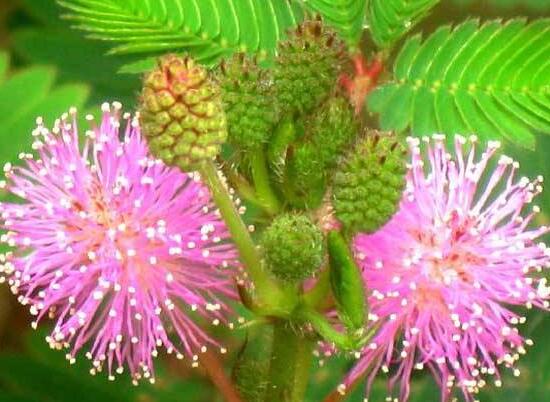 含羞草可以水培嗎，含羞草水培方法