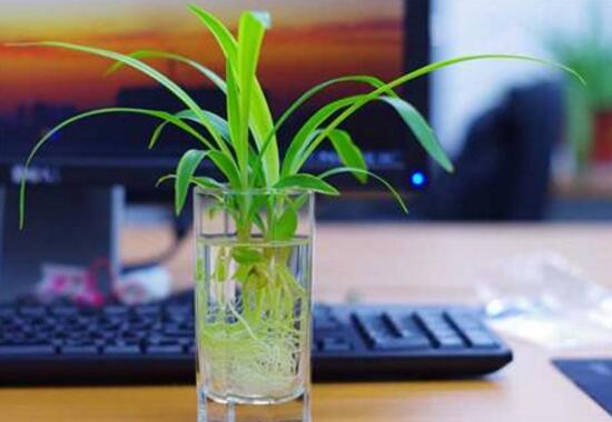 吊蘭可以水培嗎，水養(yǎng)吊蘭怎么養(yǎng)才茂盛