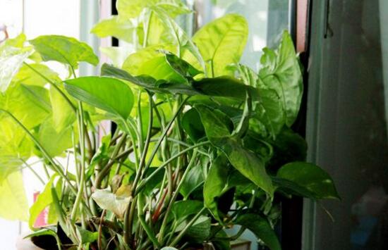 茶葉水可以澆綠蘿嗎，綠蘿澆什么水長得快