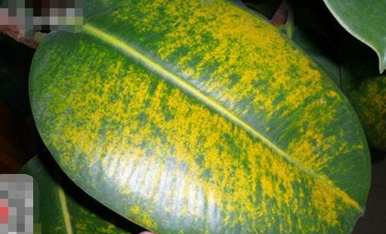 橡皮樹葉子發(fā)黃怎么辦，八個(gè)辦法變得郁郁蔥蔥