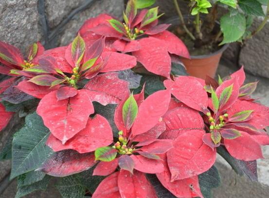 一品紅葉子發(fā)黃脫落怎么辦，輕松掌握六招就可解決