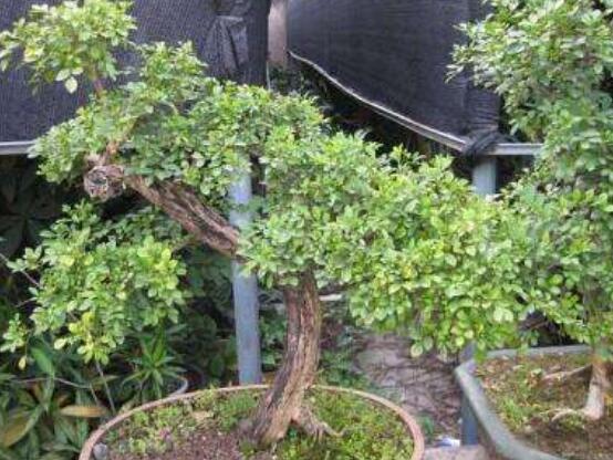 九里香剪枝后多久開花，春季修剪最佳/百天后花開爆盆