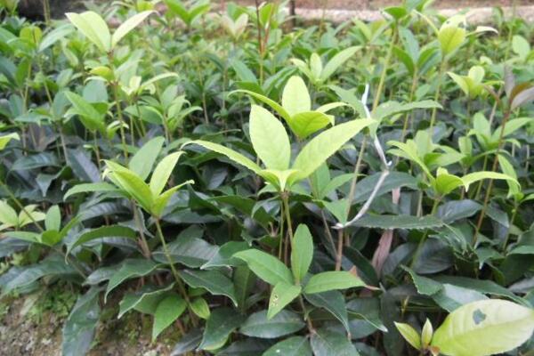 桂花樹(shù)葉尖干枯怎么辦，及時(shí)修剪并加強(qiáng)養(yǎng)護(hù)