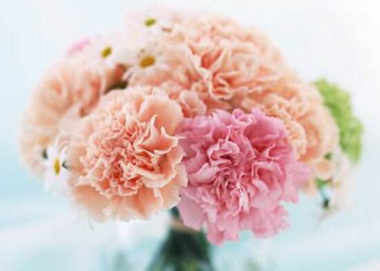 康乃馨有毒嗎，康乃馨能養(yǎng)在臥室嗎