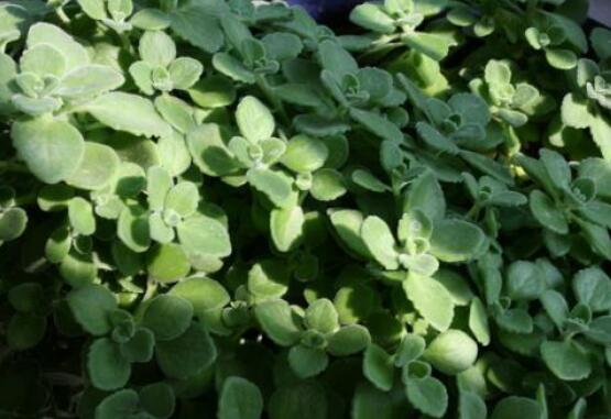 碰碰香能吃嗎，可食/泡茶泡酒香味濃郁、美味可口