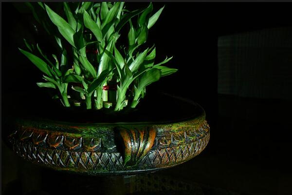 富貴竹什么時候換盆好，富貴竹如何換盆