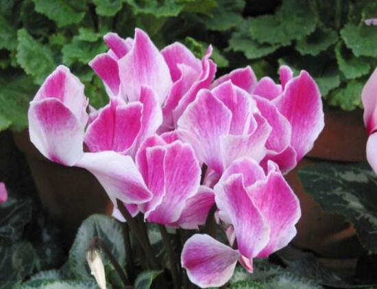 仙客來(lái)的作用有哪些，能夠起到一定的觀賞作用