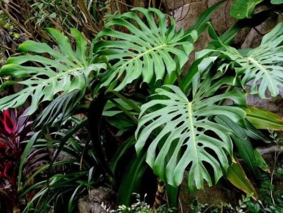 龜背竹的養(yǎng)殖方法和注意事項，老農(nóng)教你八大簡單易學養(yǎng)殖方法