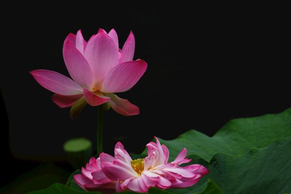 荷花的風(fēng)水作用和禁忌，不能放在大門口