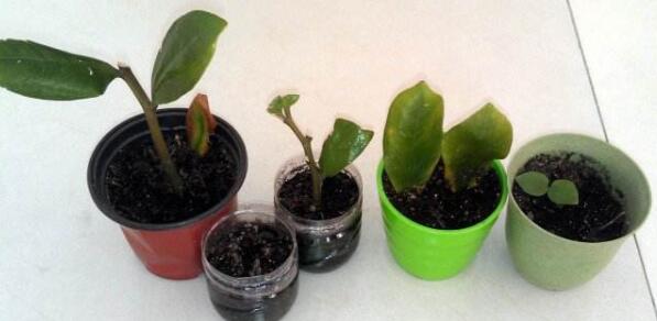 發(fā)財(cái)樹怎么分株，發(fā)財(cái)樹扦插繁殖方法