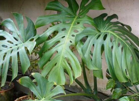 龜背竹水培方法和注意事項，教你超簡單三點步驟/勤換水