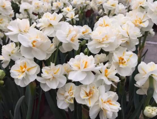 水仙冬天養(yǎng)殖的禁忌，注意四大養(yǎng)殖要點(光照/溫度/澆水/施肥)