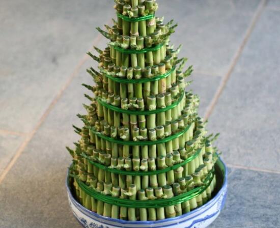 富貴竹葉子發(fā)黃怎么辦，富貴竹葉子發(fā)黃的原因