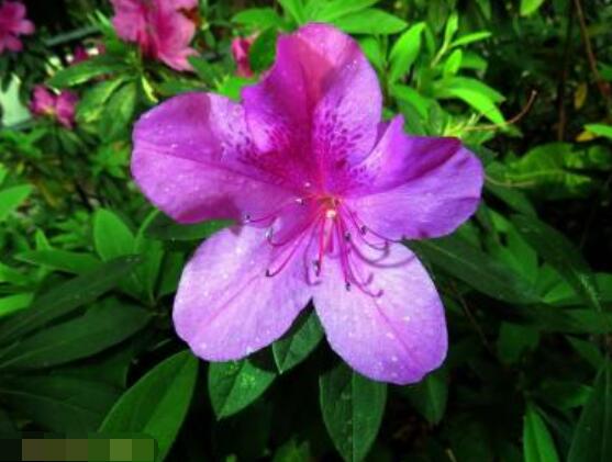 杜鵑花花后怎么修剪，老農(nóng)教你五大基本要點