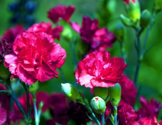 康乃馨的花語是什么，代表著母親我愛你、魅力、尊敬之情