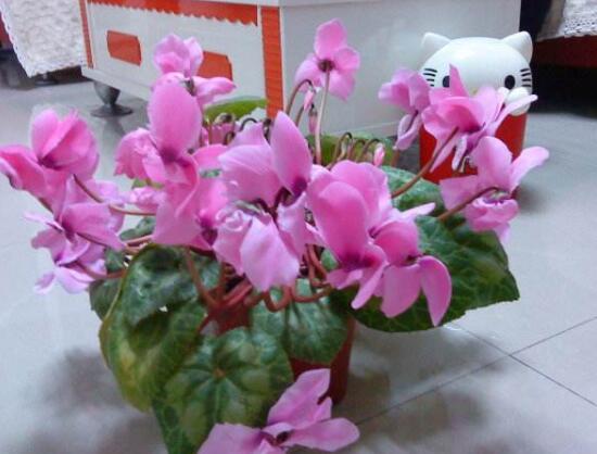 仙客來為什么不開花，仙客來不開花怎么辦