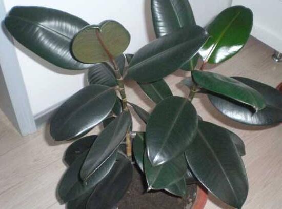 橡皮樹多高怎么去頭，擇理想的高度（生長出芽點(diǎn)）