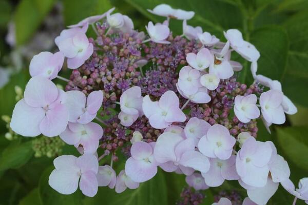 繡球花扦插方法和時間，春秋兩季最適合桿插