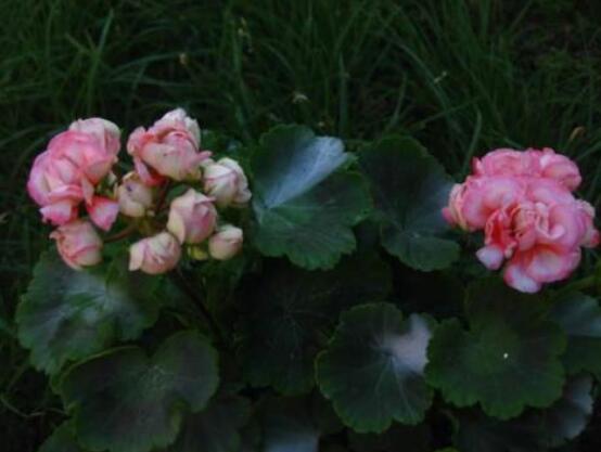 蘋果天竺葵的養(yǎng)殖方法，老農(nóng)總結(jié)六大最實(shí)用要點(diǎn)