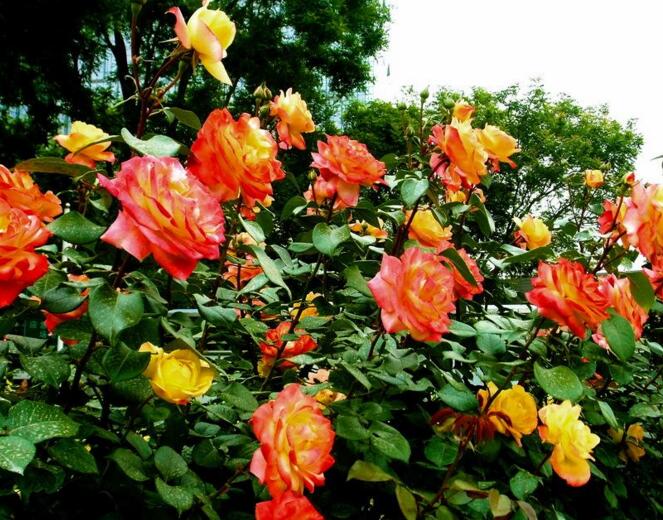 月季花花語大全，不同顏色的月季有著不同的寓意