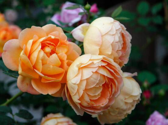 藤本月季的主要品種，盤點(diǎn)八大最美麗的品種