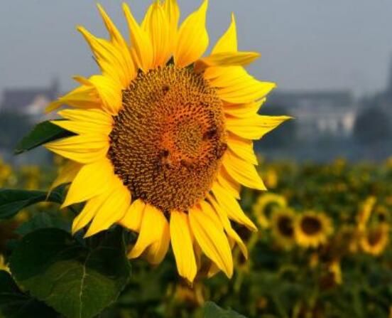 送向日葵祝福語，教你最合適五種送人祝福語