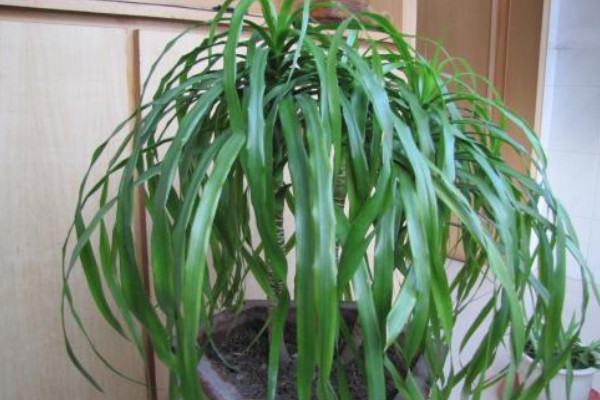 龍血樹怎么澆水，秉承見干見濕的澆水原則