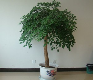 幸福樹(shù)幾天澆一次水，表土干、花盆感到輕就要澆水