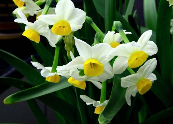 水仙花有毒嗎，有毒小心別當(dāng)菜吃