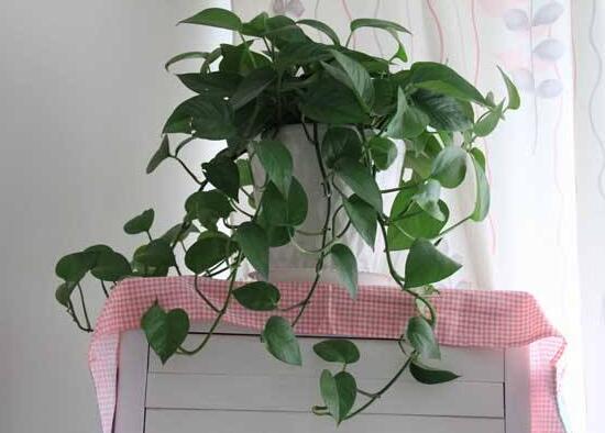 綠蘿需要什么肥料，綠蘿用什么肥料長得快