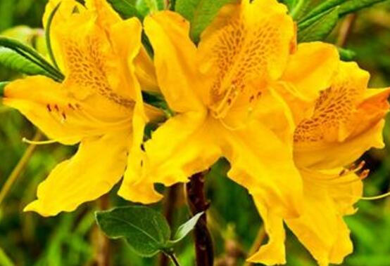 杜鵑花品種大全，杜鵑花十大最美品種