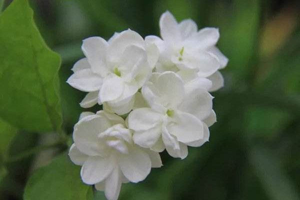 家里為什么不能種茉莉，香味過(guò)濃寓意不好