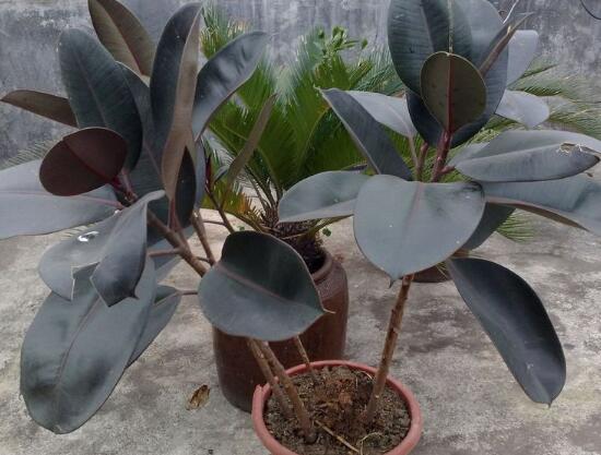 橡皮樹的汁液有毒嗎，橡皮樹適合在室內養(yǎng)嗎