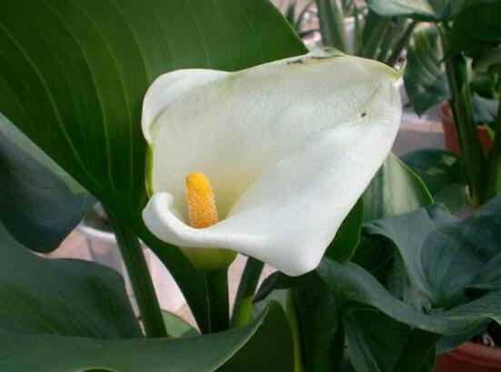 水養(yǎng)馬蹄蓮的養(yǎng)殖方法，做好五個要點水培無憂(茂盛美觀)