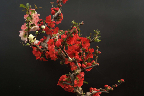 盆栽海棠花的養(yǎng)殖方法，生長過程中不可缺水