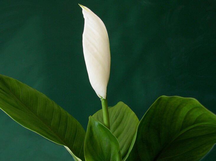 水培一帆風順的養(yǎng)殖方法，水質的要求最重要