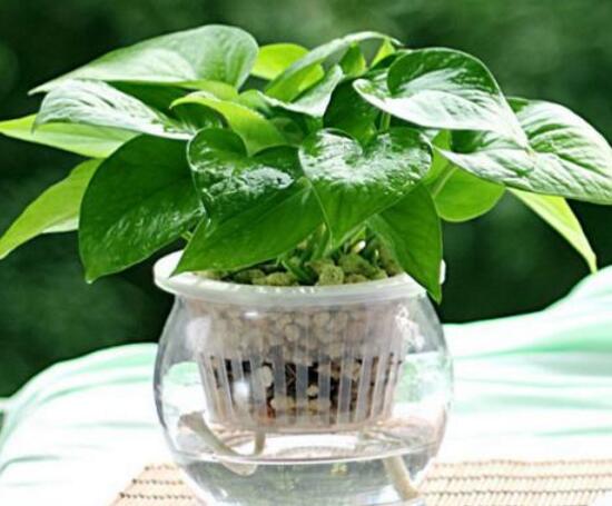 綠蘿的風(fēng)水作用有哪些，綠蘿的功效與作用